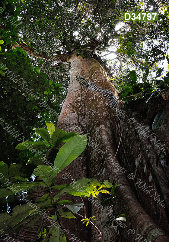 Kapok (Ceiba pentandra, Malvaceae)